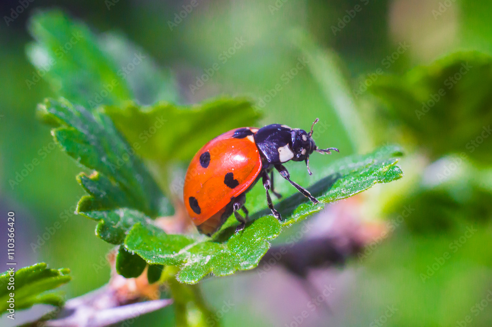 Fototapeta premium ladybug on a leaf