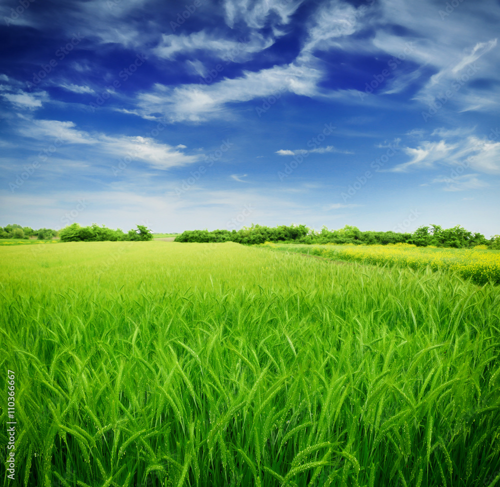 Obraz premium Green wheat in the field