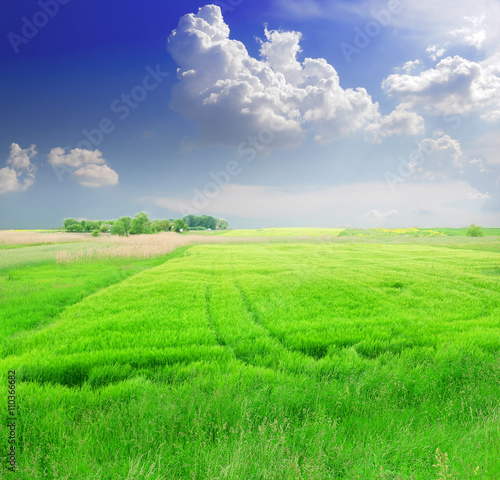 Green wheat in the field