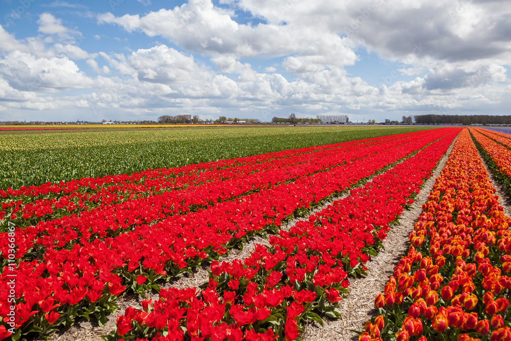 tulip fields in Lisse, Netherlands