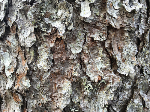 bark of tree texture