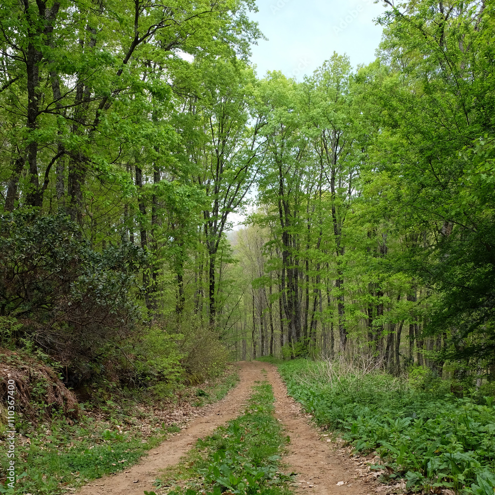 Obraz premium Path in the green forest