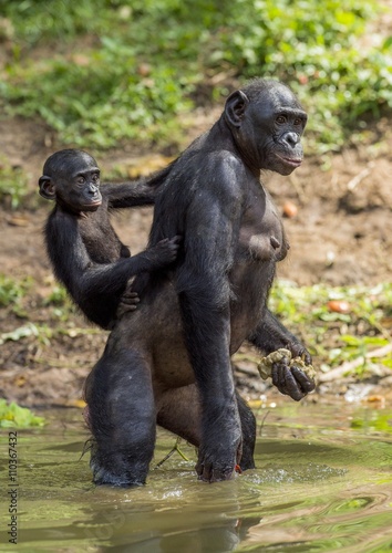 Bonobo standing on her legs in water with a cub on a back. Green natural background.  The Bonobo ( Pan paniscus)