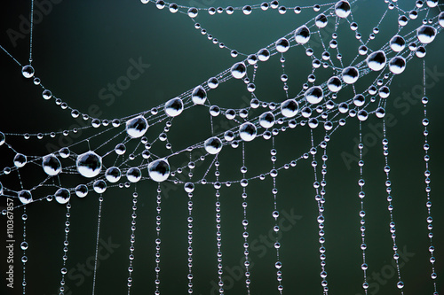 蜘蛛の巣についた水滴