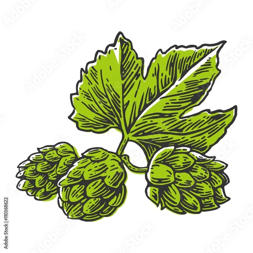 Hops herb plant