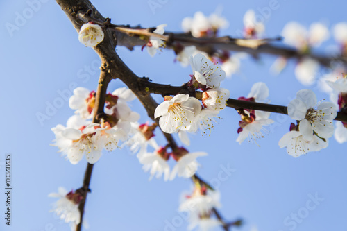 Spring flowers of apricot