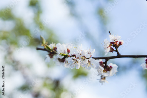 Spring flowers of apricot