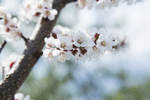 Spring apricot blossom in the garden
