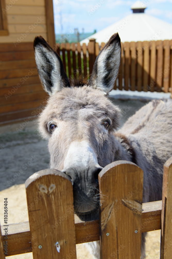 gray donkey animal closeup gray donkey animal closeup