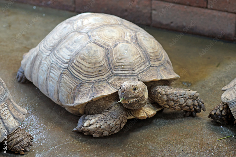african spurred tortoise or geochelone sulcata african spurred tortoise or geochelone sulcata