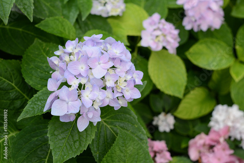 Hydrangeas