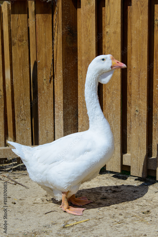 Obraz premium bird duck goose