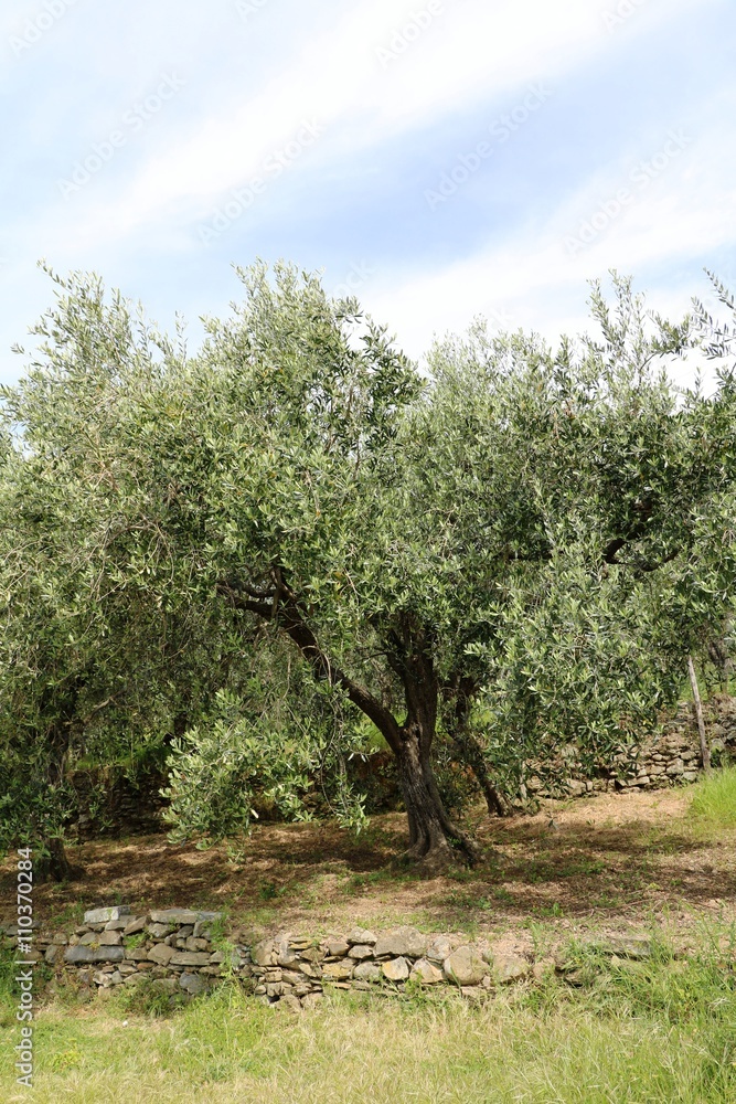 Old Olive tree in spring 