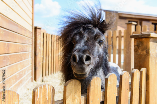 animal black pony