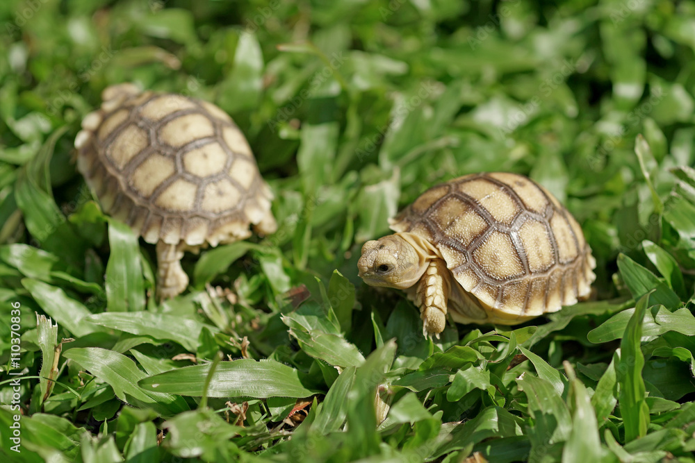 african spurred tortoise or geochelone sulcata african spurred tortoise or geochelone sulcata