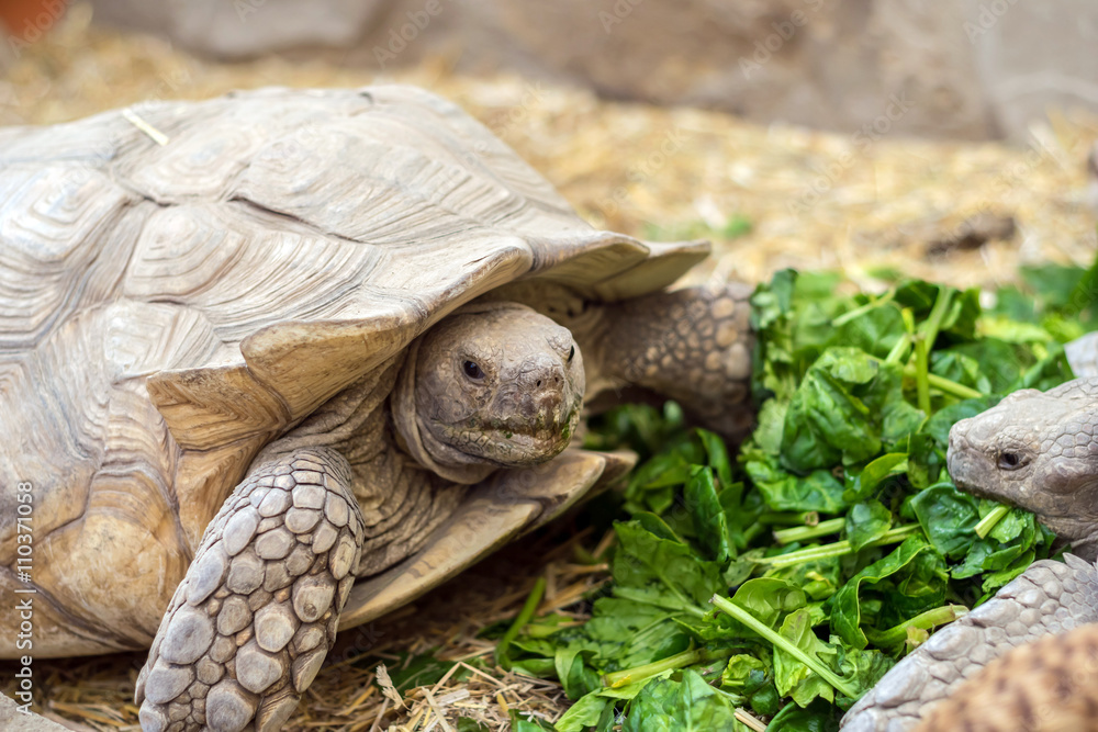 Fototapeta premium African spurred tortoises eating