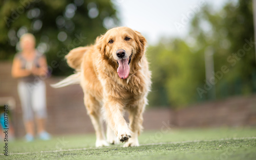 Photo Golden retriever dog walking outdoor