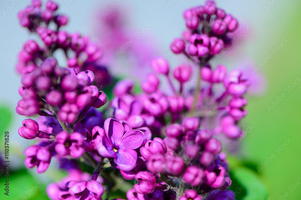 lilac flowers in spring lilac flowers in spring