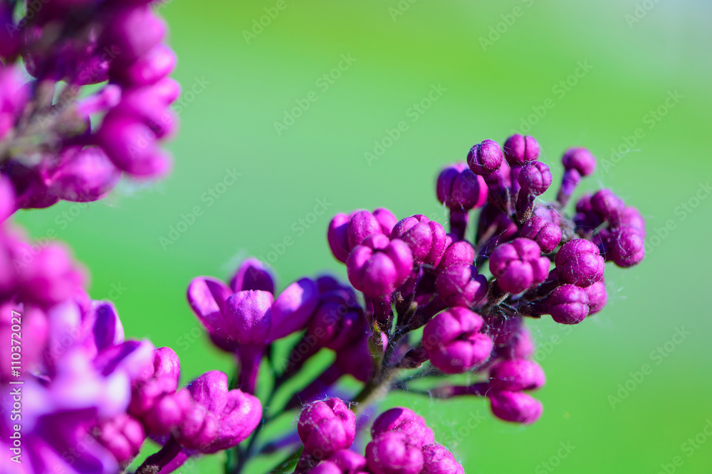 Fototapeta premium lilac flowers in spring