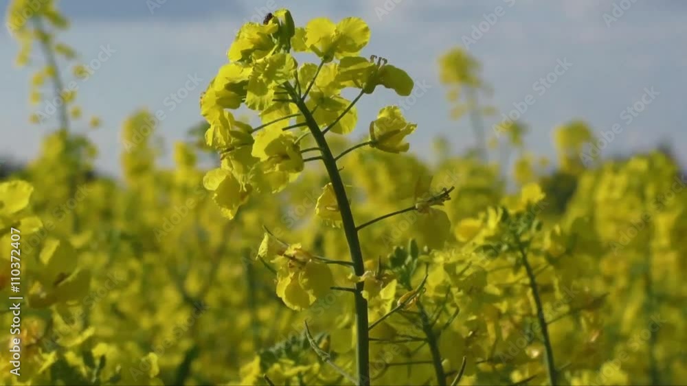 Rapeseed field, Blooming canola flowers close up. Rape on the field in summer. Bright Yellow rapeseed oil. Flowering rapeseed
Rapeseed field, Blooming canola flowers close up. Rape on the field in summer. Bright Yellow rapeseed oil. Flowering rapeseed