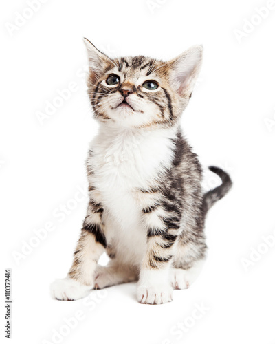 Adorable Young Tabby Kitten Over White