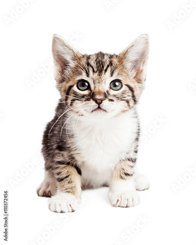 Curious Cute Tabby Kitten © adogslifephoto