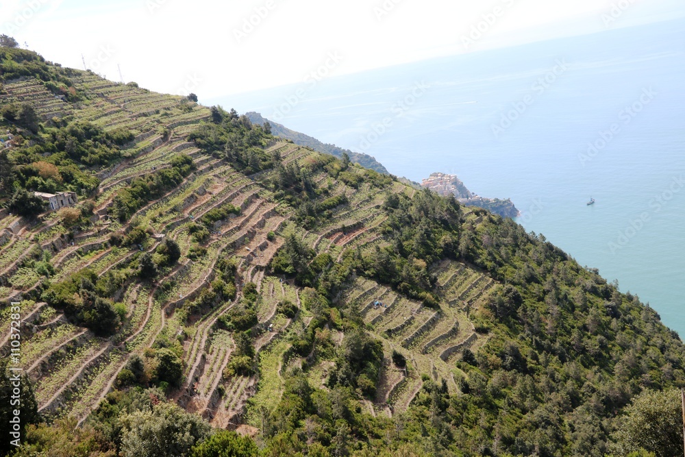 Vineyards on the Amalfi Coast, Italy