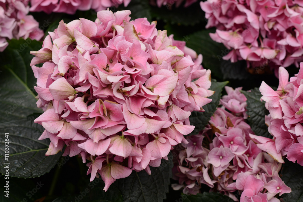 Hydrangeas Hydrangeas