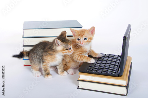 male orange tabby kitten looking at miniature laptop type computer © sheilaf2002