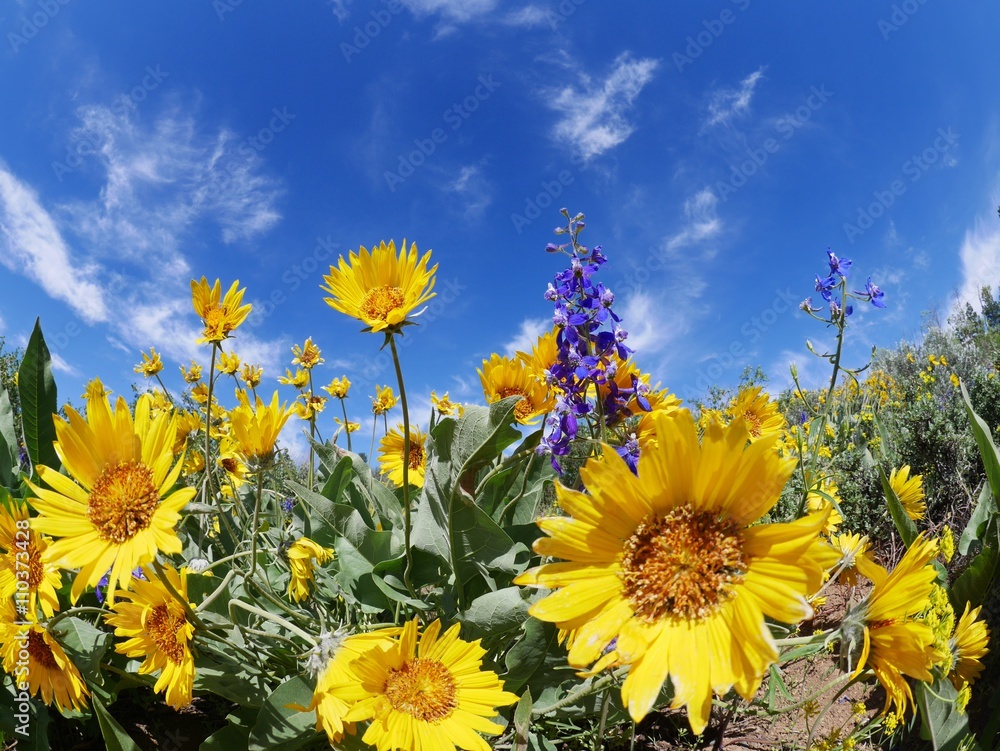 Obraz premium Yellow and Blue Wild Flowers, Blue Sky and Clouds.
