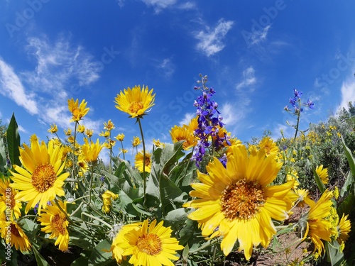 Fototapeta Naklejka Na Ścianę i Meble -  Yellow and Blue Wild Flowers, Blue Sky and Clouds.
