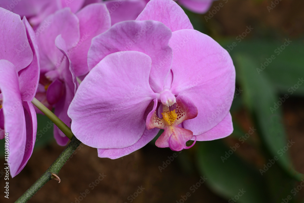 pink orchid phalaenopsis. Bouquet of flowers orchids. pink orchid phalaenopsis. Bouquet of flowers orchids.