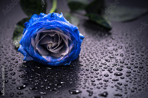 Valokuva Flower, blue rose, drop, close-up, macro.