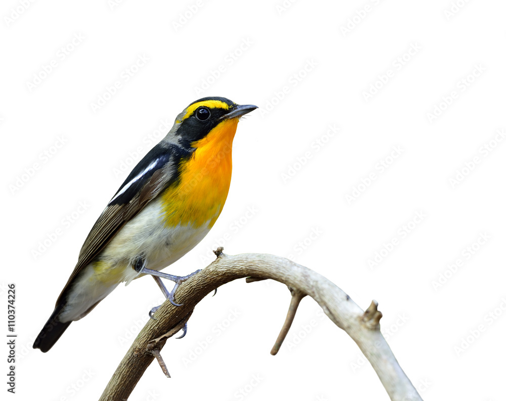Fototapeta premium Narcissus Flycatcher (ficedula zanthopygia) the beautiful yellow