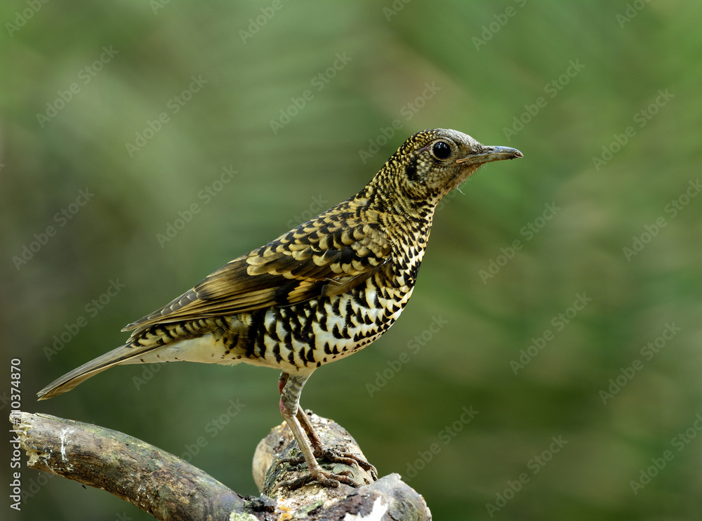 White thrush (zoothera aurea) or Scaly thrush (zoothera dauma) t White thrush (zoothera aurea) or Scaly thrush (zoothera dauma) t