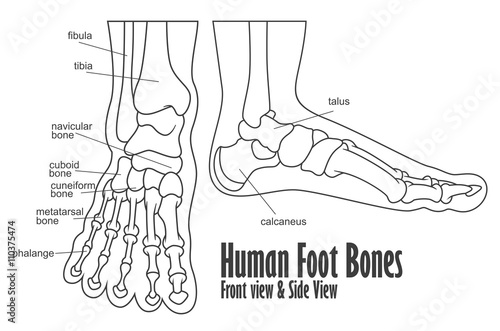 Human foot bones front and side view anatomy