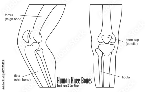 Human knee bones front and side view anatomy
