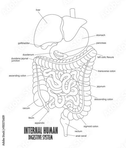 The Part Of Internal Human Digestive System Illustration