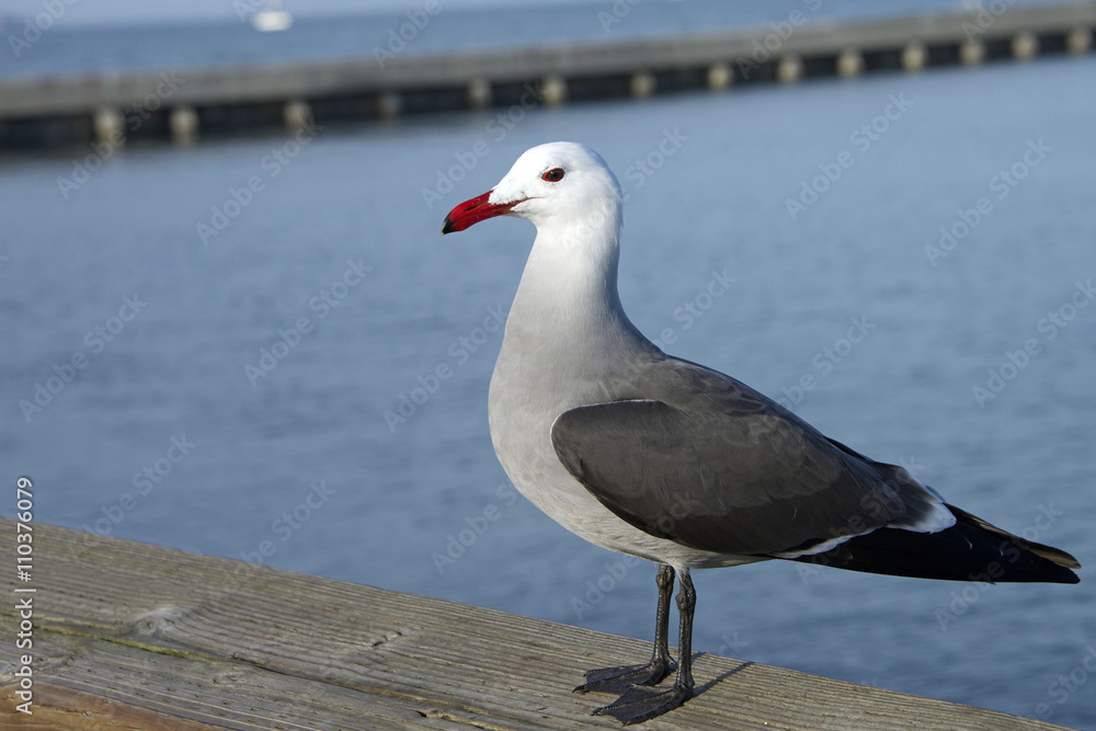 Fototapeta premium Heermann's gull, full body view on dock
