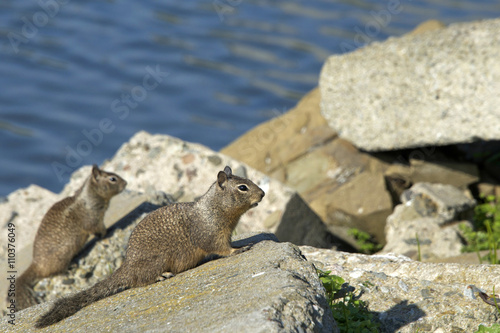 Two eastern gray squirrels on rocks by ocean water