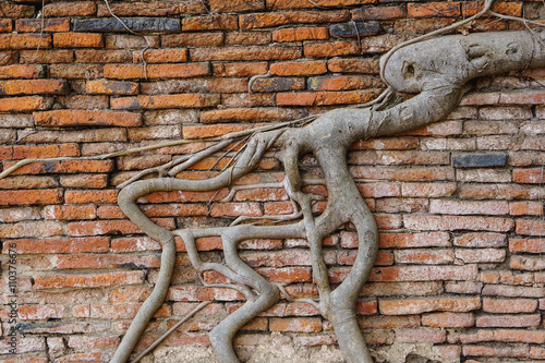 Tree root in brick wall