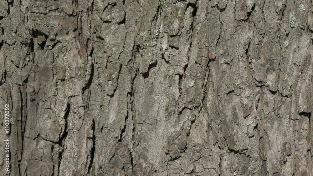 Sun lighted tree bark autumn natural background 4K 2160p UHD footage - Bark close-up panning 4K 3840X2160 UHD video Sun lighted tree bark autumn natural background 4K 2160p UHD footage - Bark close-up panning 4K 3840X2160 UHD video