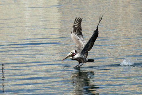 Brown pelican splashing off the water taking flight