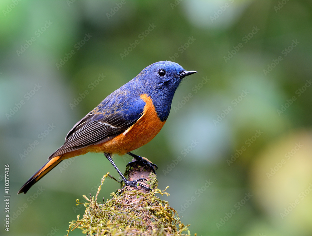 Fototapeta premium Beautiful bird, Blue-fronted redstart (Phoenicurus frontalis) th