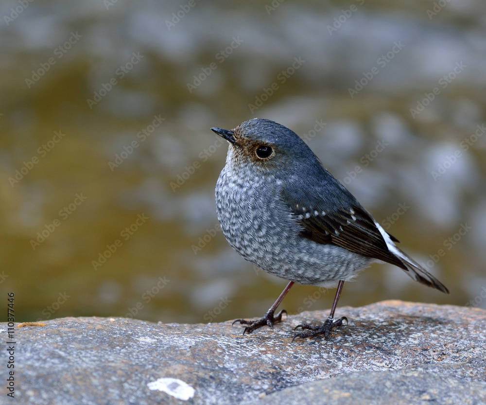 Beautiful bird, Female of plumbeous water redstart (Rhyacornis f Beautiful bird, Female of plumbeous water redstart (Rhyacornis f