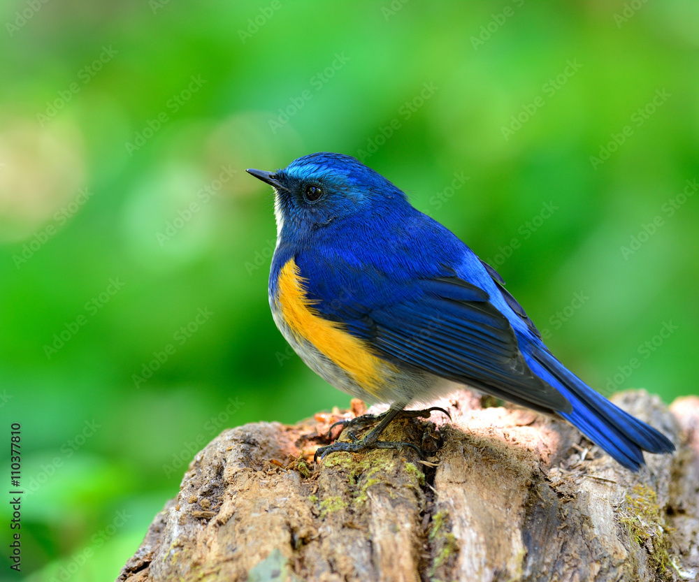 Close up of Male of Himalayan Bluetail (tarsiger rufilatus) the Close up of Male of Himalayan Bluetail (tarsiger rufilatus) the