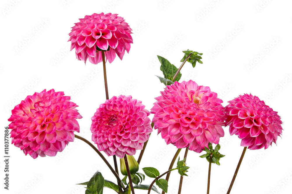 Beautiful dahlia Beautiful dahlia