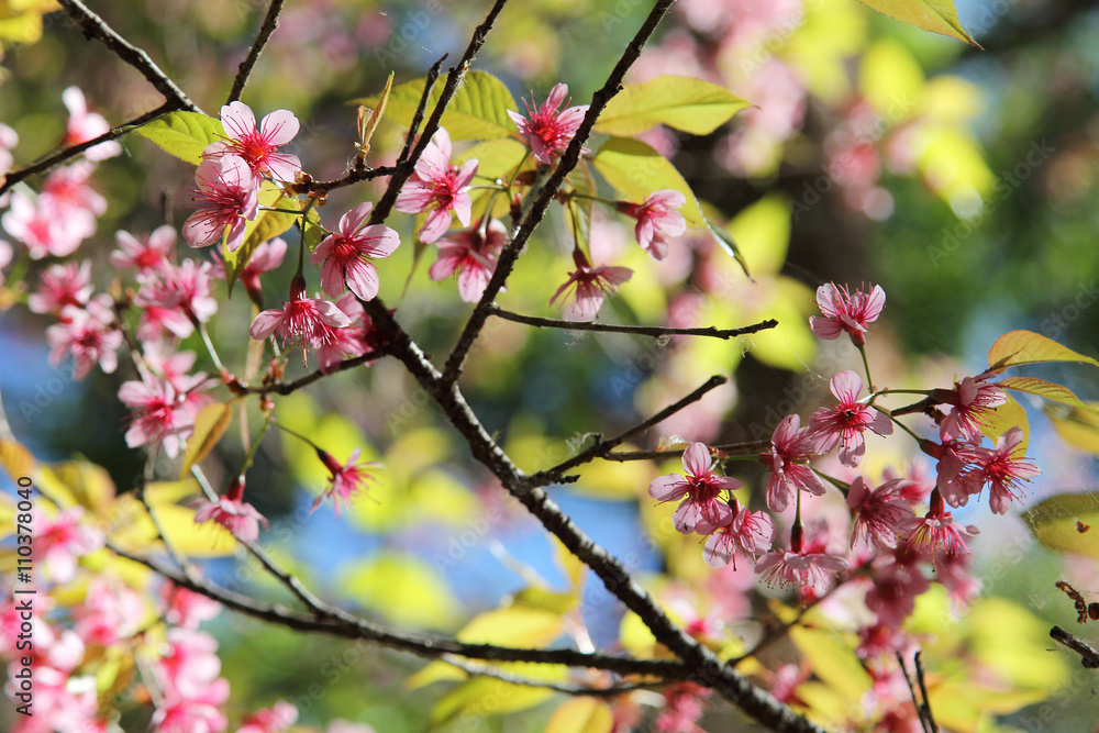 Bokeh background image of wild Himalayan Cherry , Sakura , Cherry Blossoms grows in the mountains and creates fabulous pink blossoms each winter at Northern Thailand on blue sky background. Bokeh background image of wild Himalayan Cherry , Sakura , Cherry Blossoms grows in the mountains and creates fabulous pink blossoms each winter at Northern Thailand on blue sky background.