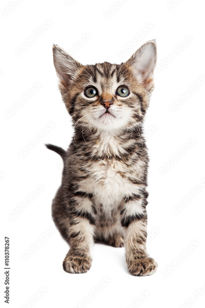 Tabby Kitten Sitting Facing Forward