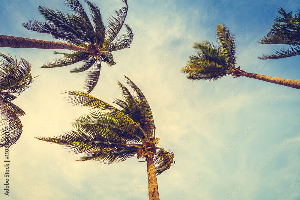 Fototapeta premium Coconut palm tree